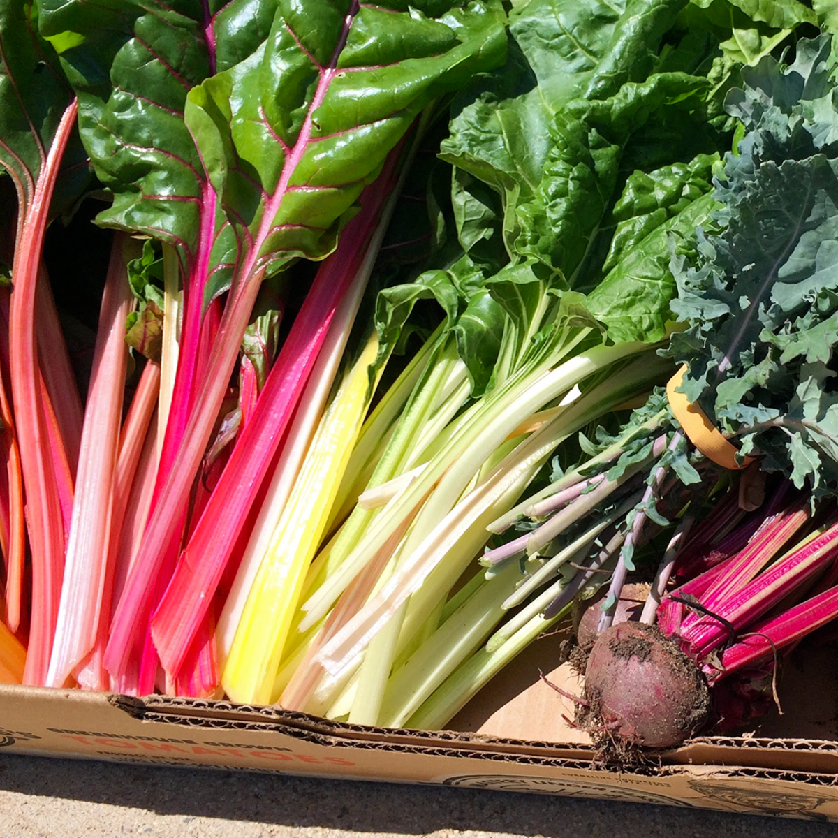 Rainbow chard and other vegetables 