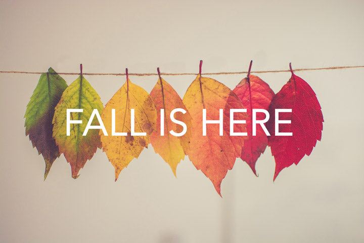 Fall 2019 Newsletter