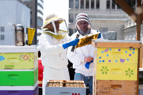 2 beekeepers examining hive boxes.