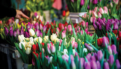 Tulips at Pike Place Market